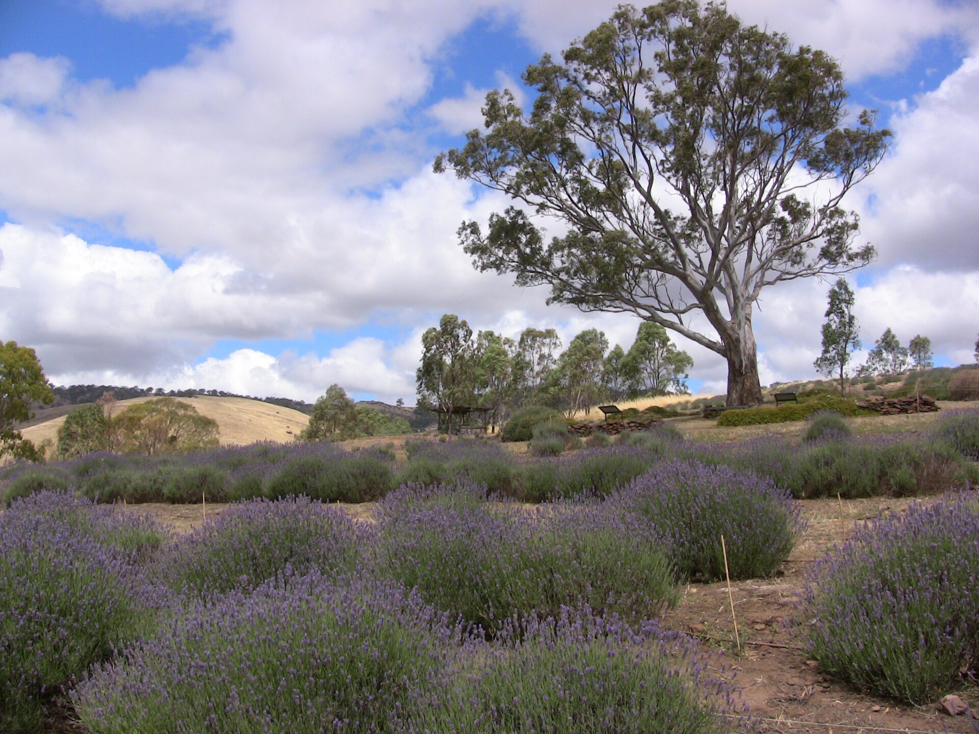 The Best Family Activities in the Barossa