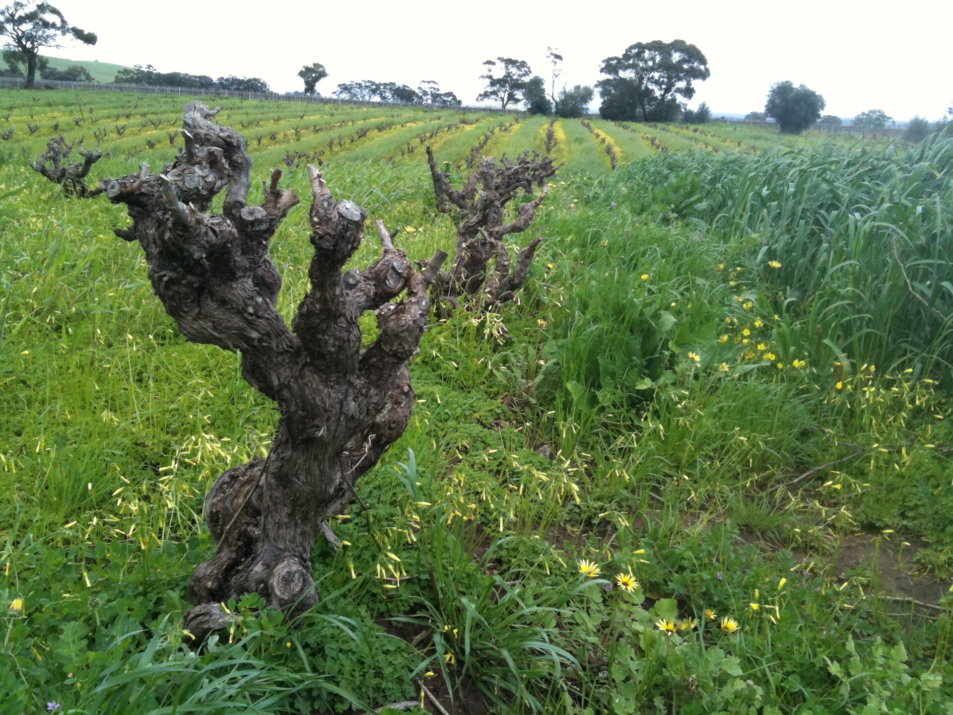 The Barossa’s Oldest & Greatest Vineyards