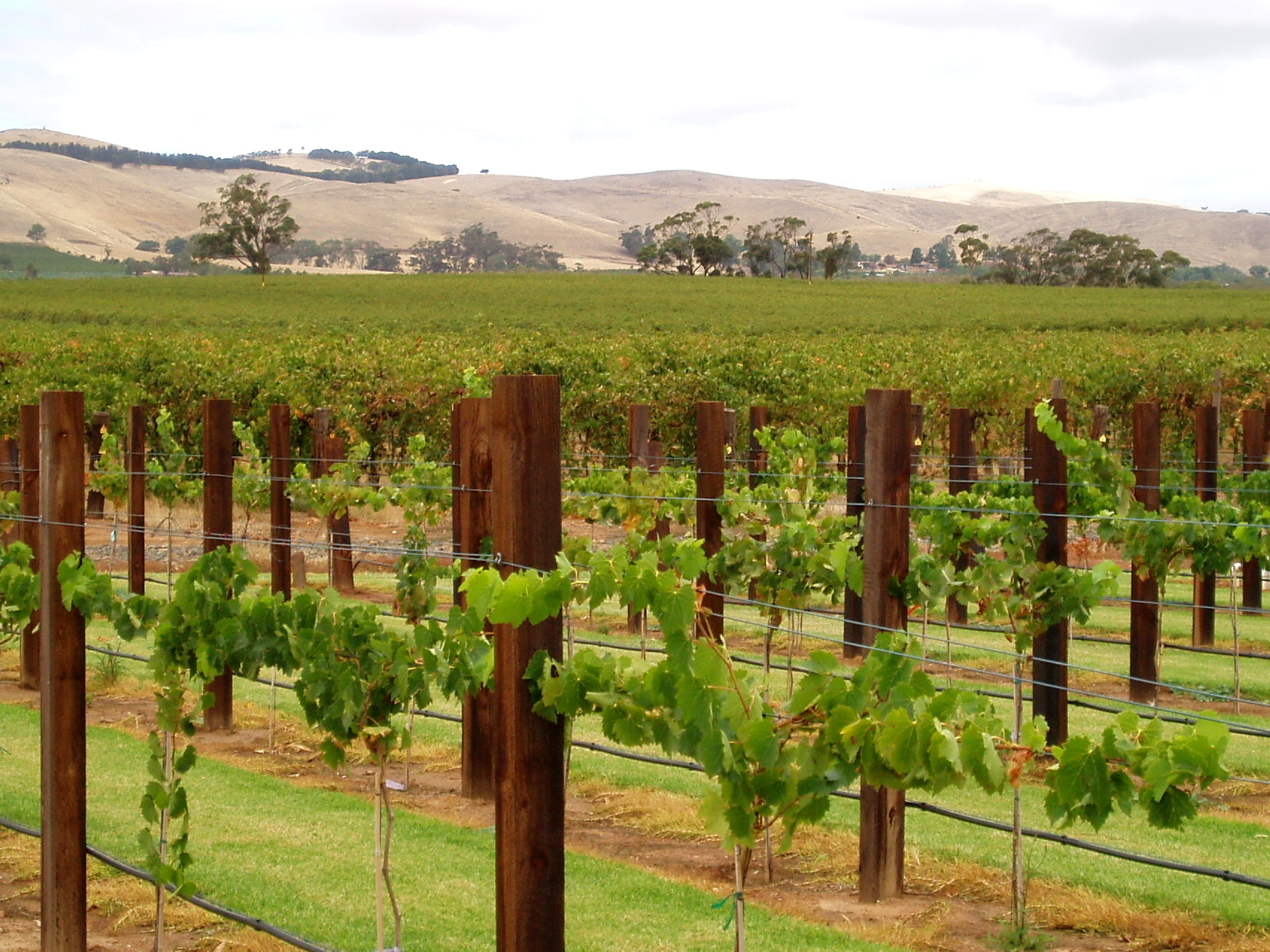 Tscharke Wines
