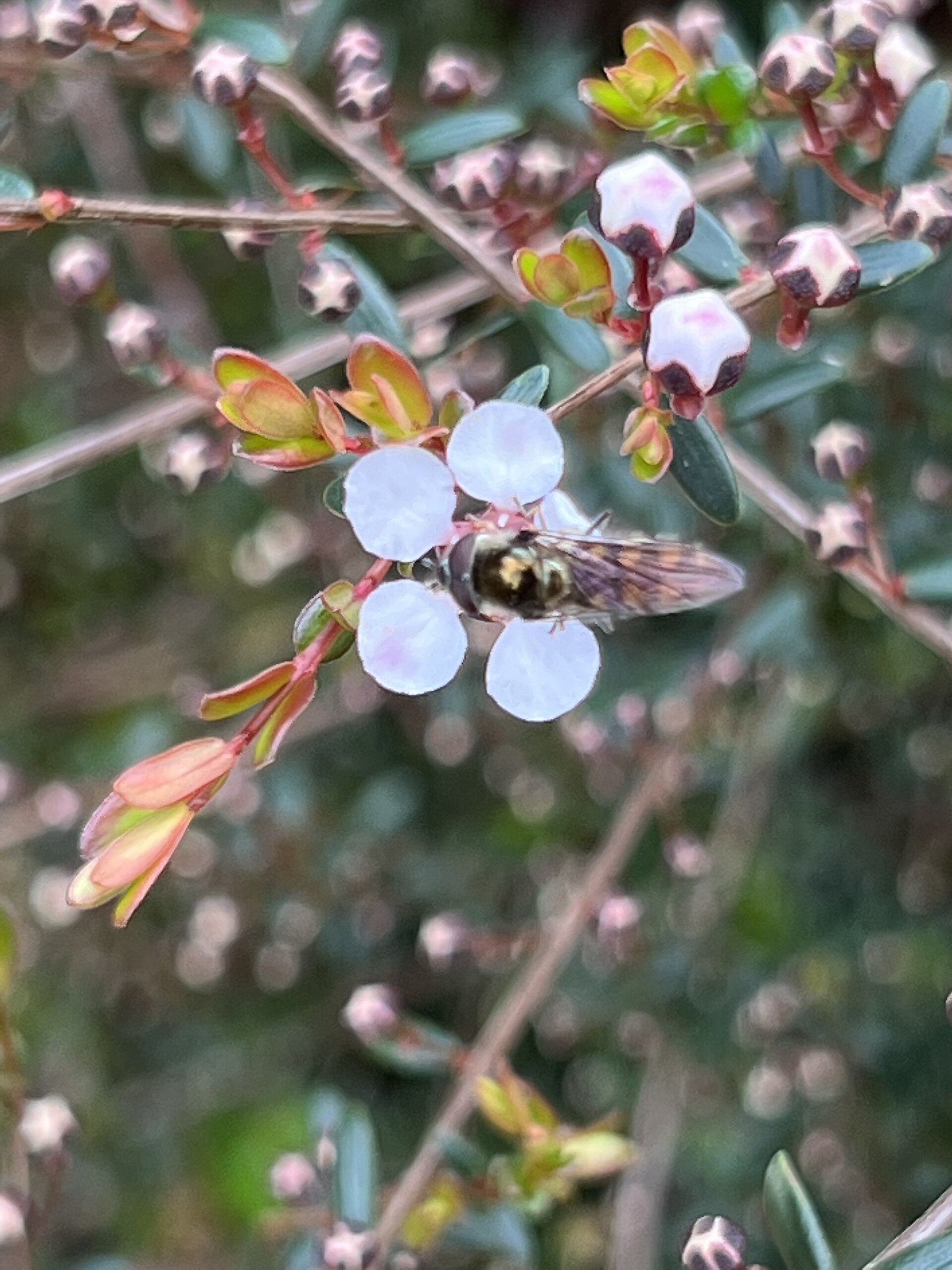 Barossa Bushgardens