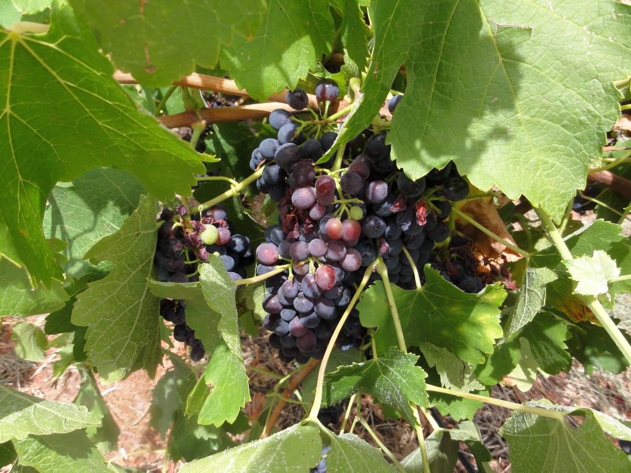 Spinifex Wines