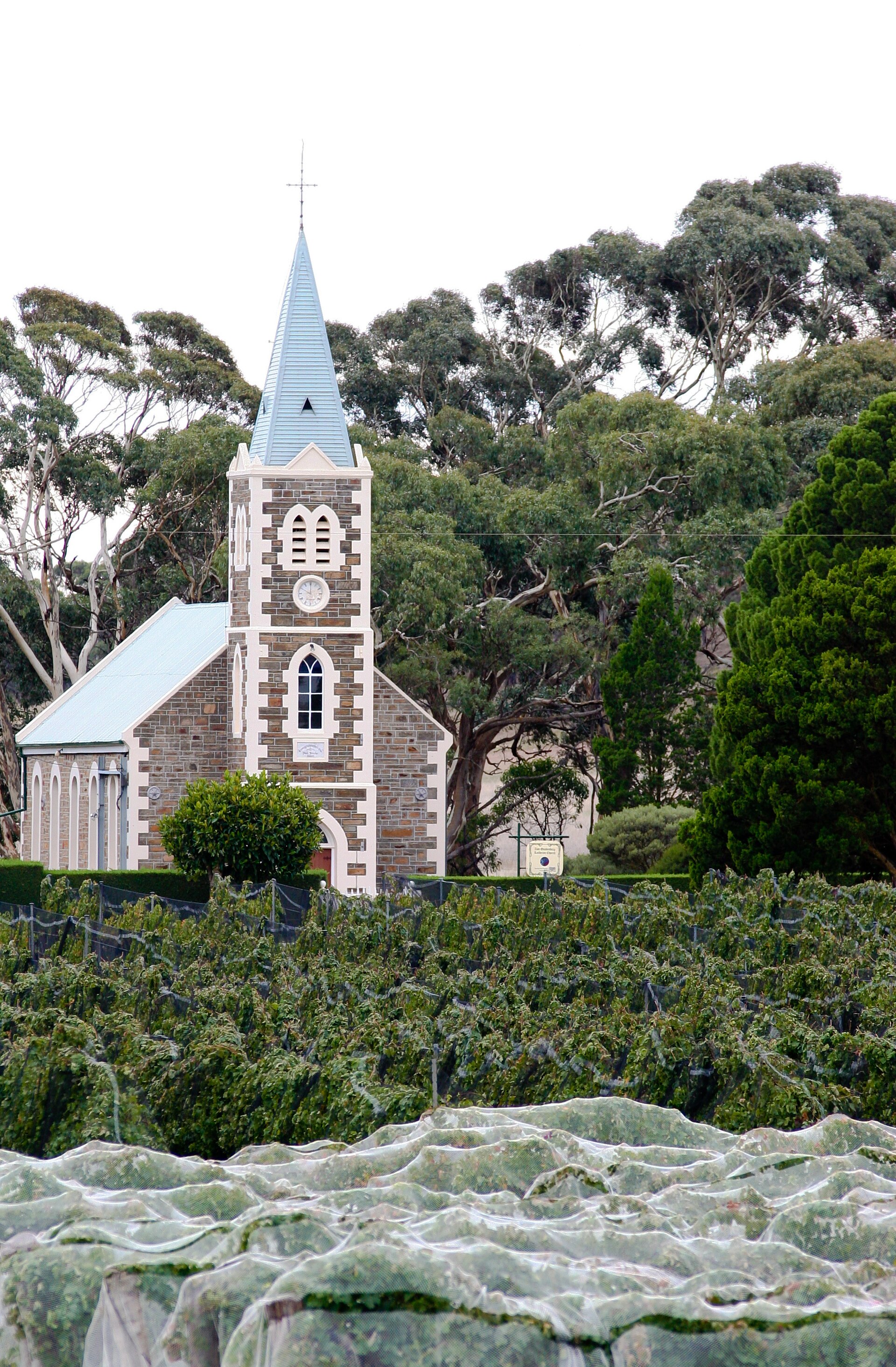 Hill of Grace Vineyard