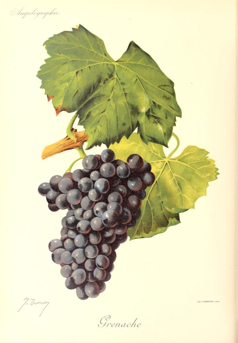 Grenache is the Barossa's quiet star