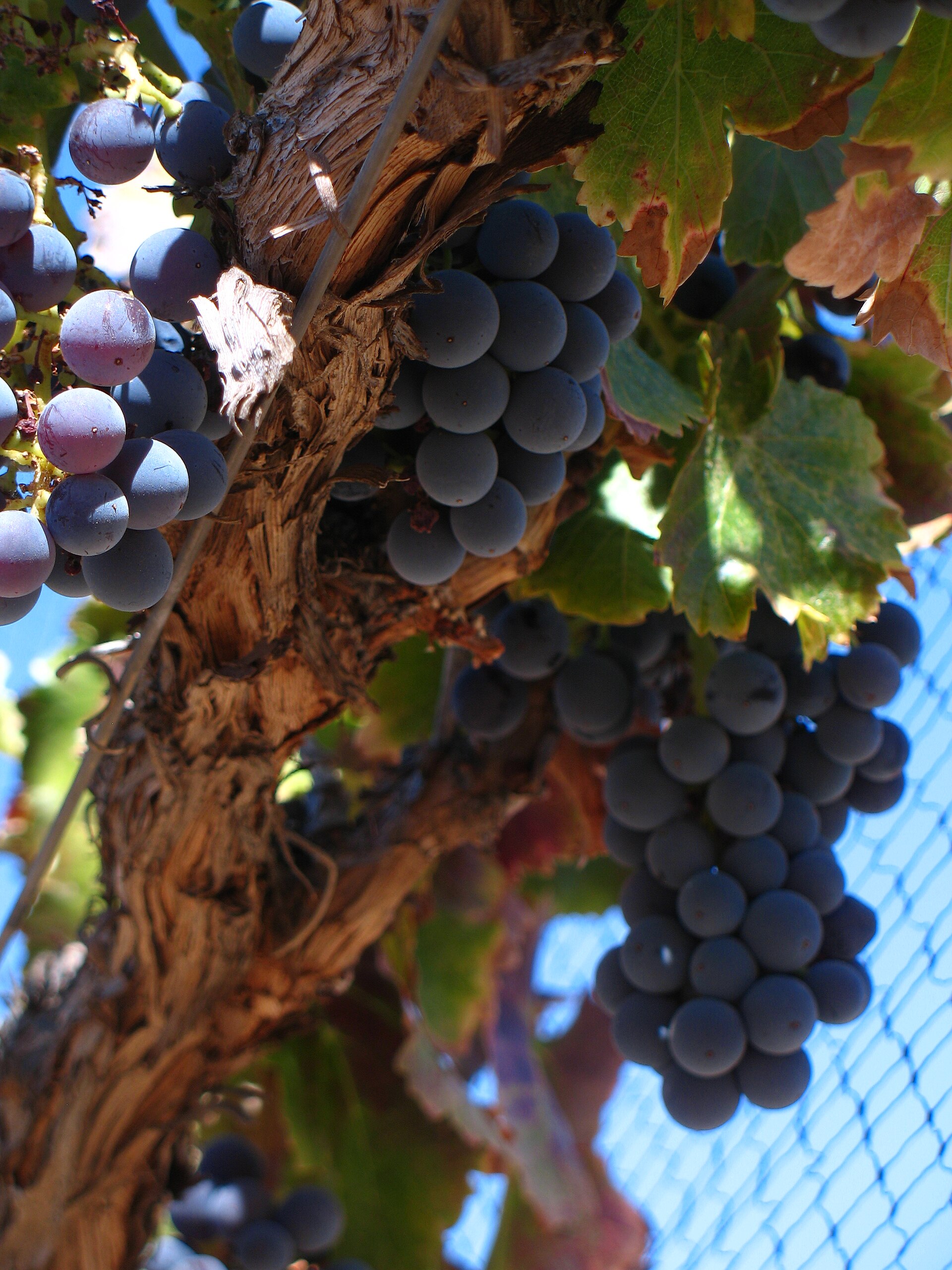 The Rise of Barossa Grenache