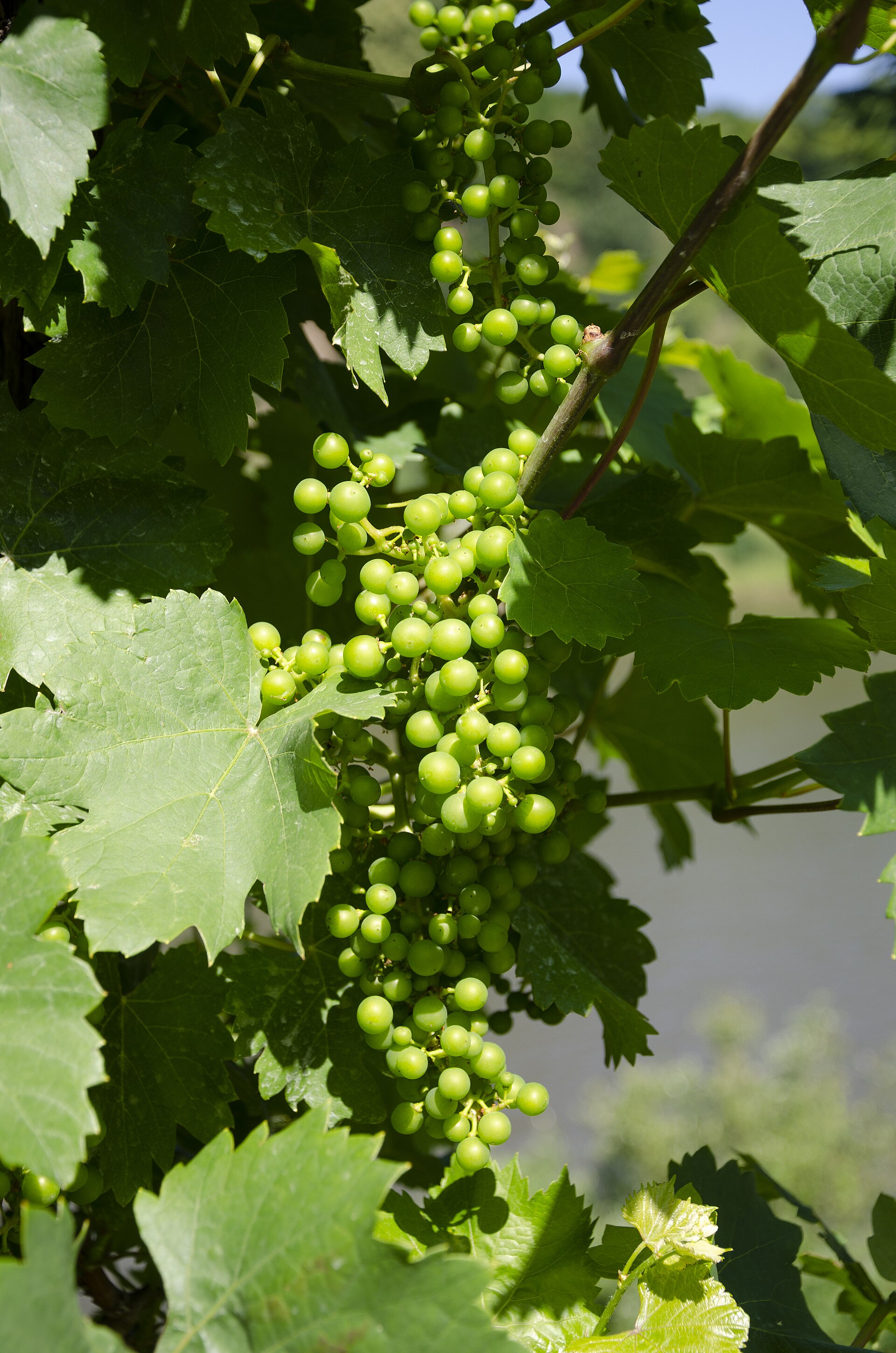 Why the Eden Valley Does Riesling Better